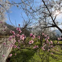 اجاره ویلای روستایی|اجارهٔ کوتاه‌مدت ویلا و باغ|آستارا, |دیوار