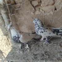 چینی بازی کن|پرنده|فارسان, |دیوار