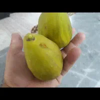 نهال انجیر گلابی وانگور بیدانه سفید|خدمات باغبانی و درختکاری|محمدیه-قزوین, |دیوار