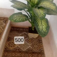 گل دیفن باخیا