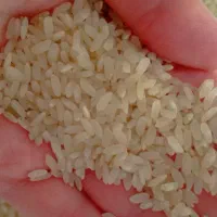 برنج کامفیروزی درجه یک