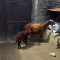چهار عدد میش جوان زایید