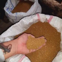 بذریونجه آبی|گل و گیاه طبیعی|شیروان (خراسان), |دیوار