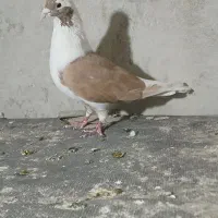 کفتر نر شیرازی|پرنده|دلیجان, |دیوار