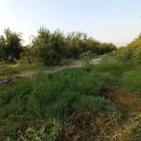 خدمات علف زنی  و تمیز کاری باغات