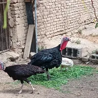 بوقلمون نر و ماده