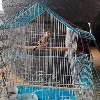 سهره|پرنده|شیروان (خراسان), |دیوار