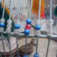 قناری، دهن زن، سهره قناری، و مرغ محلی، معاوضه|پرنده|شیراز, کوشک میدان|دیوار