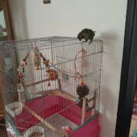 فروش گرینچک ۱ساله باقفس|پرنده|محمدشهر, جعفرآباد|دیوار