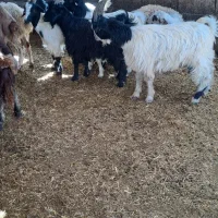 بزغاله سالم سرحال ۵تا ۳۰ میلیون|حیوانات مزرعه|کرج, شهرک الهیه|دیوار