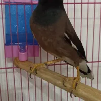 مرغ مینا