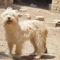 یک جفت شیتزو تریر نر و ماده