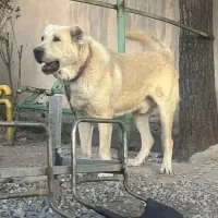 سگ برای نگهبانی