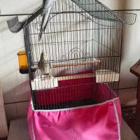 عروس هلندی|پرنده|بروجن, |دیوار