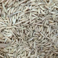 جو هاشمی درجه یک