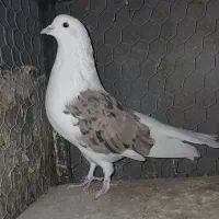 کبوتر|پرنده|زنجان, |دیوار
