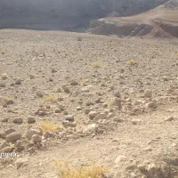 زمین برای استفاده دامداری و یا درختکاری|فروش زمین و ملک کلنگی|آبدانان, |دیوار