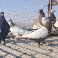 ۱۱ تا کفتر رنگی بهبهونی (فسا)