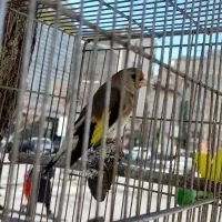 سره کرمونی|پرنده|کرج, چمن|دیوار