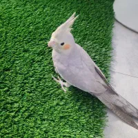 عروس هلندی پنج ماه