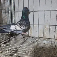 چند تاکفتر فروشی|پرنده|فریمان, |دیوار