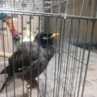 مرغ مینا سخنگو|پرنده|گراش, |دیوار