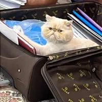 گربه اسکاتیش|گربه|صدرا-فارس, فاز ۱|دیوار