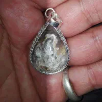 شجر گردنی شکوفه|بدلیجات|مهریز, |دیوار