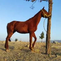 نریان تروبرد|اسب و تجهیزات اسب‌سواری|مشهد, هفده شهریور|دیوار