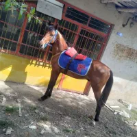 اسب کورسی|اسب و تجهیزات اسب‌سواری|ضیابر, |دیوار