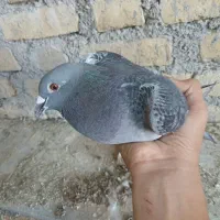 کبوتر پلاکی