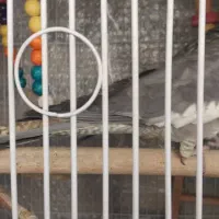 عروس هلندی|پرنده|فردیس, نگارستان|دیوار