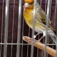 سهرهقناری|پرنده|تهران, آجودانیه|دیوار