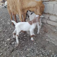 چهار عدد بز با 4تا کره جملی