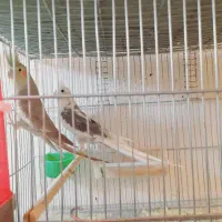 فروش‌جفت‌عروس‌هلندی‌مولد‌