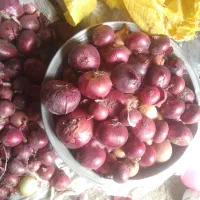 پیاز حدود۱۵ کیلو