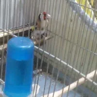 سهره جوجه قفس بخون