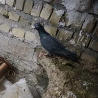 کبوتر|پرنده|قزوین, |دیوار