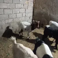 بز‌‌برای‌فرش