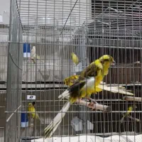 قناری کشیده بلند|پرنده|ری, اقدسیه|دیوار