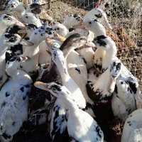 غاز اردک مرغ خروس|حیوانات مزرعه|رشت, جانبازان|دیوار