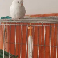 یک مرغ عشق به فروش میرسد