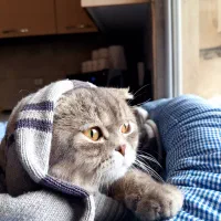 اسکاتیش نر و ماده