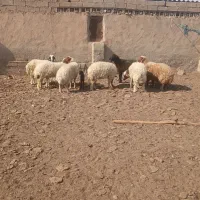 هشت راس گوسفند|حیوانات مزرعه|اهواز, کارون|دیوار