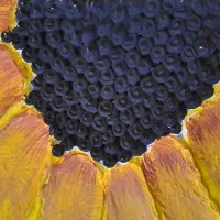 تابلو نقاشی رنگ روغن برجسته آفتابگردان|تابلو، نقاشی، عکس|تهران, سازمان برنامه جنوبی|دیوار