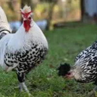 مولد اپنزلر سوئیسی