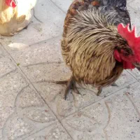 خروس|حیوانات مزرعه|جهرم, |دیوار