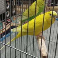 با سلام فروش یه جفت مرغ عشق بعلت کمبود جا|پرنده|شیراز, قلعه شاهزاده بیگم|دیوار