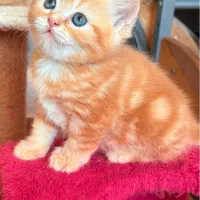 بریتیش شورت هیر خرسی|گربه|رشت, منظریه|دیوار