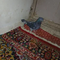 کفتر گرفتنی پرشی